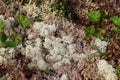 Cladonia stellaris star-tipped cup lichen in the forest Royalty Free Stock Photo