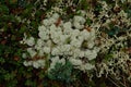 Cladonia stellaris or the star-tipped cup lichen Royalty Free Stock Photo