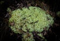 Cladonia subtenuis aka deer moss or lichen, fungus