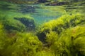 Cladophora, Bryopsis, Ulva green algae oxygenate in laminar flow, low salinity Black sea biotope, littoral zone snorkel