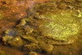 Cladophora green algae on a pond`s surface Royalty Free Stock Photo