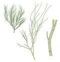 Cladophora sp. algae. Structure Royalty Free Stock Photo
