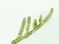 Cladophora sp. algae under microscopic view, green algae Royalty Free Stock Photo