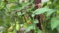 Cladosporiosis on tomato