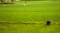 Claear green rice field view Royalty Free Stock Photo