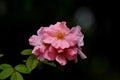 Clair Matin rose Royalty Free Stock Photo