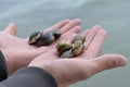 fishing. Hands holding fresh clams Royalty Free Stock Photo