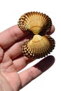 seashell of bivalve mollusc held in adult man left hand on white background, upper view