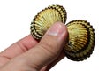 seashell of bivalve mollusc held in adult man left hand on white background, upper view