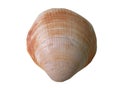 Shell on a white background and in png format