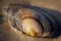 shell on the sand at water edge