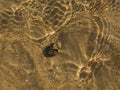 clam shell surrounded with wavy patterns of sand and water Royalty Free Stock Photo