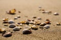 Clam shells on the beach sand Royalty Free Stock Photo