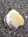 clam shells on pariaman beach sand Royalty Free Stock Photo