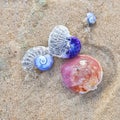 Clam shells on sea sand