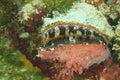 Clam - Spondylus varius