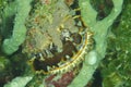 Clam - Spondylus varius