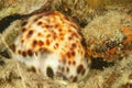 Clam - Tiger cowrie Royalty Free Stock Photo