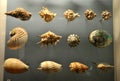 Shells on display at the Horniman Museum in London, England