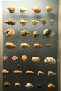 Shells on display at the Horniman Museum in London, England