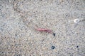 Clam worm Nereis sp. moving on beach in County Donegal - Irfeland Royalty Free Stock Photo