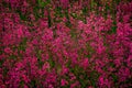 Clammy campion Lychnis viscaria flowers