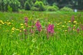 The clammy campion on the meadow