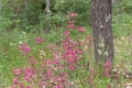 Clammy campion pink flowers on the deciduous forest background