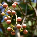 Clammy cherry medical plant