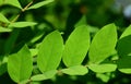 Clammy locust or Robinia viscosa vent leaves in macro vewiew