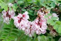 Clammy Locust Tree Blossoms Royalty Free Stock Photo