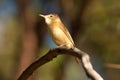 Clamorous reed-warbler Royalty Free Stock Photo