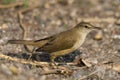 Clamorous reed warbler, Acrocephalus stentoreus at Bhigwan, Pune, Maharashtra, India