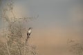 Clamorous Reed Warbler on a bush, Bahrain Royalty Free Stock Photo