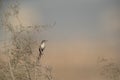 Clamorous Reed Warbler on a bush, Bahrain