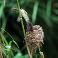 Clamorous Reed Warbler