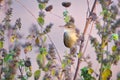 Clamorous reed warbler