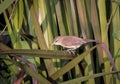 clamorous reed warbler