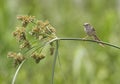 Clamorous reed warbler perched on plant stem