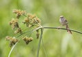 Clamorous reed warbler perched on plant stem