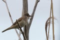 Clamorous reed warbler perched on plant stem