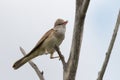 Clamorous reed warbler perched on plant stem