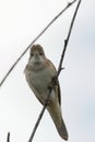 Clamorous reed warbler perched on plant stem