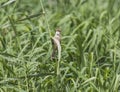 Clamorous reed warbler perched on reeds