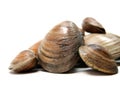 Clams Royalty Free Stock Photo