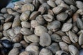 Clams at Angelmo Fish Market in Puerto Montt, Chile