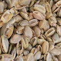 Clams background Royalty Free Stock Photo