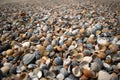 Seashells and clams on coastal sands