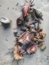 Clams and Bivalves Royalty Free Stock Photo