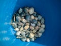 Clams in a bucket fresh from the sea. Fishing sea shells on a beach at low tide